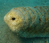 Holothuria microthele fuscopunctata tube cuvier holothurie anus de concombre Nouvelle-Caledonie plongée sous-marine