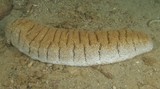 Holothuria microthele fuscopunctata Elephant Trunkfish new caledonia holothury diving sand sea cucumber