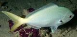 Caesio cuning Caesio à ventre rouge Nouvelle-Calédonie poisson du lagon