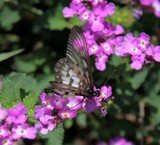 butterflies worldwide New Caledonia