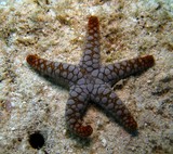 Echinoderme de Nouvelle-Calédonie oursins, étoiles de mer et les holothuries