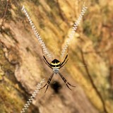 Argiope caledonia araignée aranéomorphe famille Araneidae Nouvelle-Calédonie