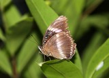 insecte Nouvelle-Calédonie papillon Lépidoptères Lepidoptera