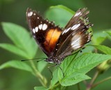 Butterfly butterflies order Lepidoptera New Caledonia insect endemic fauna