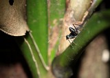 Fourmi noire Nouvelle-Calédonie Giant Black ant New Caledonia forest