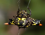 gasteracantha rubrospinis New Caledonia spider spiny goldorak insect dry forest