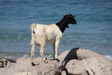 chevre noire et blanche au bord de la mer black and white goat near the sea kassab Oman