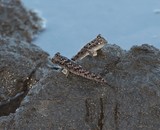 Periophthalmus argentilineatus Mud-skipper goby New Caledonia amphibious air-breather