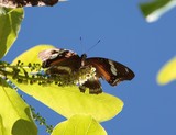 papillon de Nouvelle-Calédonie insecte découverte faune terrestre