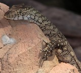 Varanus giganteus perentie perente largest monitor lizard Australia reptile