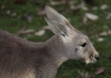Brisbane Australia Queensland kangaroo is a marsupial from the family Macropodidae 