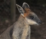 Brisbane Australia Queensland kangourou gangurru angue aborigène Guugu Yimithirr 