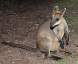 Brisbane Australia Queensland walaby kangourou belle peluche