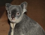 Koala ours en peluche grandes oreilles rondes marsupial emdémique Australie phascolarctos cinereus
