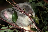 Koala marsupial régime alimentaire herbivore eucalyptus emdémique Australie phascolarctos cinereus