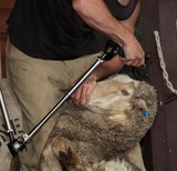 Brisbane Australia Queensland blade shears wool domestic sheep