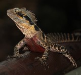 Intellagama lesueurii dragon d'eau Australien Australian water dragons lezard reptile herpetologie