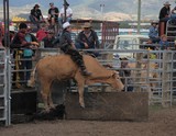 Taureau qui vole rodéo cowboy bull rider Foire de Koumac Nouvelle-Calédonie