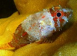 Scorpaenodes guamensis Guam scorpionfish New Caledonia Scorpaenidae fish collection