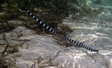 Laticauda Laticaudata Tricot raye ilot maitre Nouvelle-Calédonie serpent marin sea snake New-Caledonia