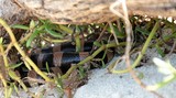 Tricot rayé de Nouvelle-Calédonie snake mortal serpent marin mortel venin plature de Saint Girons Saint Girons' sea krait