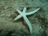 Linckia multifora etoile de mer retournée up side down starfish New Caledonia Nouvelle-Calédonie