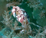 Harlequin crab New Caledonia anemon swimmer crab Lissocarcinus laevis underwater diving photography