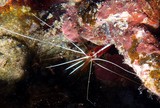 Lysmata amboinensis Skunk Cleaner Shrimp omnivorous ecosystem Indo-Pacific New Caledonia