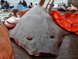 Requin scie longcomb sawfish shark finning Oman Dibba