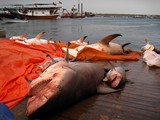 Shark fish market Dibba Oman Sultanate diving underwater attack by monstrous wild species