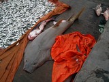 Ailerons de requins pêche en mer d'Oman