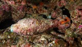 Nouvelle-Calédonie Munition immergée Obus de Mortier plongée sous-marine