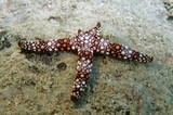 nardoa frianti koehler deux bras en moins étoile de mer à bande prédation Nouvelle-Calédonie