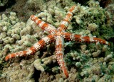 nardoa frianti shrimp seastar Stripped Star New Caledonia lagoon exploration