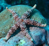 Nardoa frianti echinoderme asteride etoile de mer de Nouvelle-Calédonie
