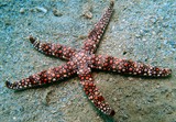 Nardoa frianti sea star New Caledonia stripped star diving in lagoon