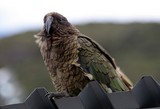 Nestor notabilis Mountain parrot South Island of New Zealand