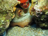 Oeil du poulpe - octopus vulgaris - mediterranee - var