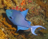 Baliste Bleu - Odonus niger - Damaniat Island - Oman Sea