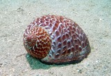 Tonna perdix partridge tun sea snail marine gastropod mollusc Tonnidae tun shells shell New Caledonia diving