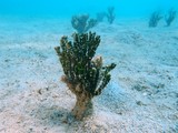 Faune et flore sous marine Nouvelle-Calédonie underwater fauna and flora new caledonia diving picture