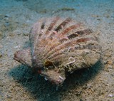 Mollusque de Nouvelle-Calédonie coquillages, seiches, pieuvres