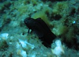 Parablennius pilicornis Blennie noire Blennie Méditerranée
