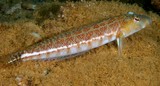 Parapercis xanthozona Yellow-spot grubfish New Caledonia marine fauna biodiversity