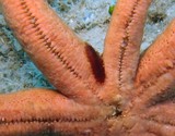 parasite étoile de mer Nouvelle-Calédonie hôte sea star host echinaster luzonicus New Caledonia