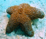 Euretaster insignis étoile de mer Nouvelle-Calédonie echinoderme asteride