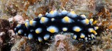 Phyllidia carlsonhoffi Phyllidie de Carlsonhoff nudibranch nudipixel sea slug New Caledonia