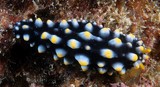 Phyllidia carlsonhoffi Carlsonhoff's wart slug black body small rounded yellow tubercles New Caledonia nudibranch 