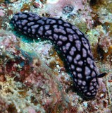 Phyllidiella pustulosa vesicular sea slug Nudibranch New Caledonia