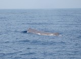 Cachalot Méditerranée Baleine trompette nage avec les  mammiferes